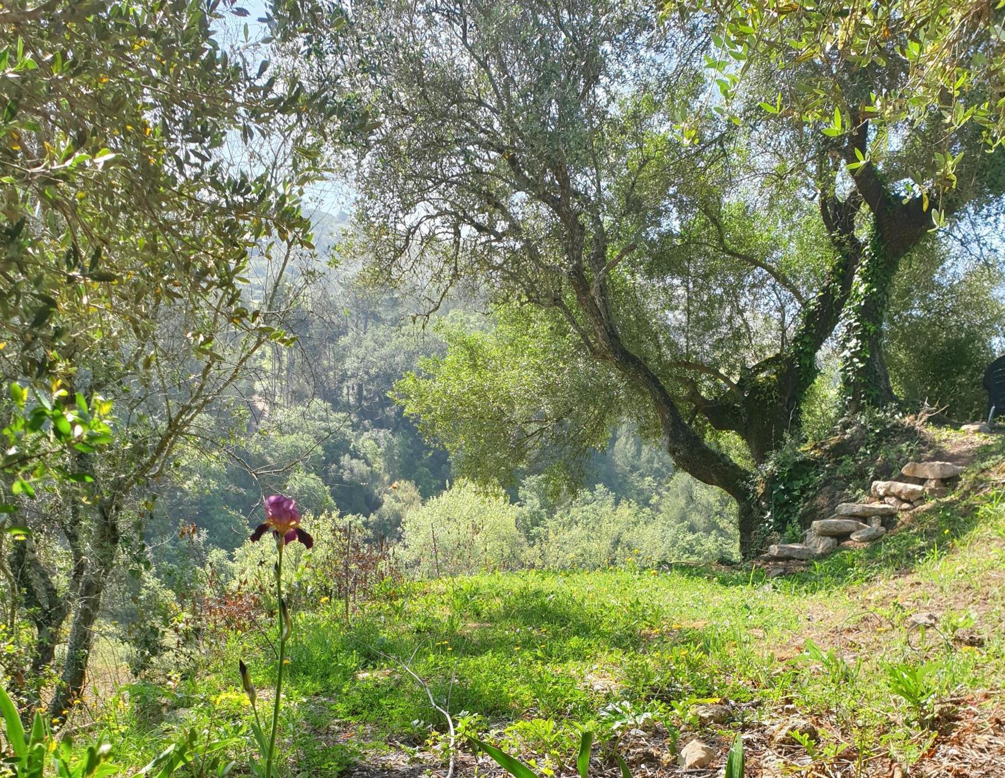 Casa Das Janelinhas - Cottage Near Sintra, Mafra, Ericeira Екстер'єр фото